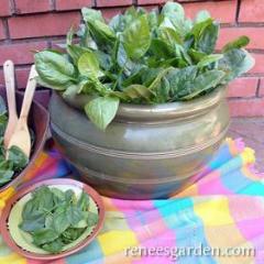 Spinach Little Hero - Renee's Garden - Image 4