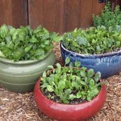 Spinach Little Hero - Renee's Garden - Image 5