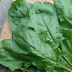 Spinach Oriental Giant - Renee's Garden - Image 2