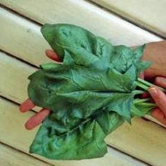 Spinach Oriental Giant - Renee's Garden - Image 3