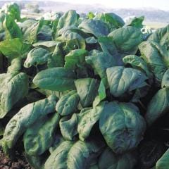 Spinach Oriental Giant - Renee's Garden - Image 4