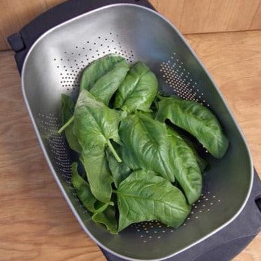 Spinach Summer Perfection - Renee's Garden - Image 3