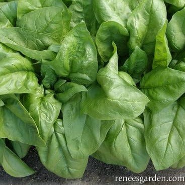Spinach Summer Perfection - Renee's Garden - Image 4
