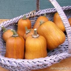 Organic Squash Climbing Honey Nut - Renee's Garden - Image 3