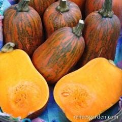 Organic Squash Climbing Honey Nut - Renee's Garden - Image 4