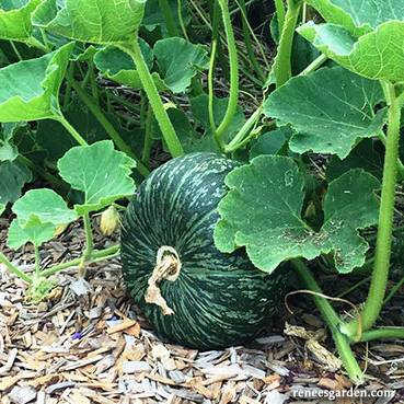 Squash Kurin - Renee's Garden - Image 4