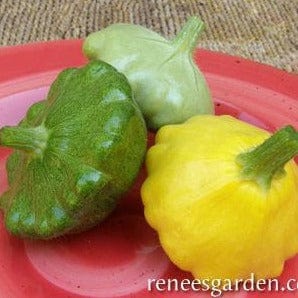 Squash Summer Scallop Trio - Renee's Garden - Image 2