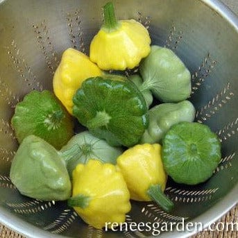 Squash Summer Scallop Trio - Renee's Garden - Image 3