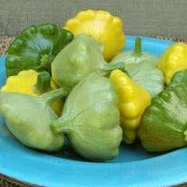 Squash Summer Scallop Trio - Renee's Garden - Image 4