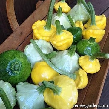 Squash Summer Scallop Trio - Renee's Garden - Image 5