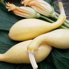 Squash Sunny Supersett - Renee's Garden - Image 2