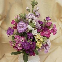 Stock Ten Week Perfume - Renee's Garden - Image 2