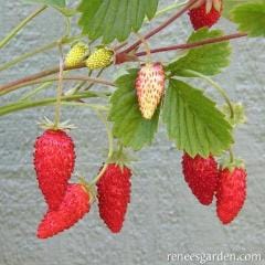 Strawberry Mignonette - Renee's Garden - Image 3
