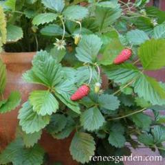 Strawberry Mignonette - Renee's Garden - Image 4
