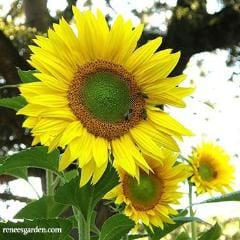 Sunflower The Birds & Bees - Renee's Garden - Image 2