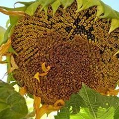 Sunflower The Birds & Bees - Renee's Garden - Image 3