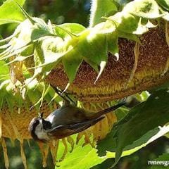 Sunflower The Birds & Bees - Renee's Garden - Image 4