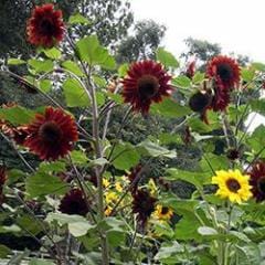 Sunflower Bright Bandolier - Renee's Garden - Image 2