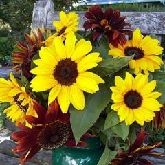 Sunflower Bright Bandolier - Renee's Garden - Image 3