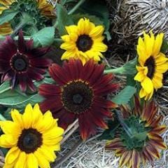 Sunflower Bright Bandolier - Renee's Garden - Image 4