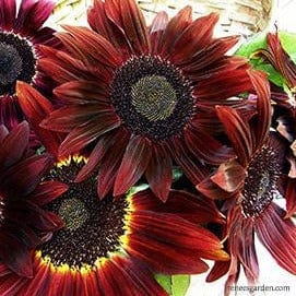 Sunflower Cinnamon Sun - Renee's Garden - Image 2