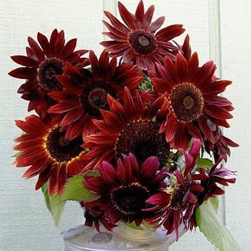 Sunflower Cinnamon Sun - Renee's Garden - Image 3