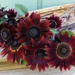 Sunflower Cinnamon Sun - Renee's Garden - Image 4