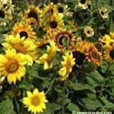 Sunflower Music Box - Renee's Garden - Image 2