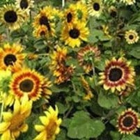 Sunflower Music Box - Renee's Garden - Image 3