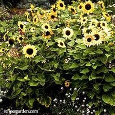 Sunflower Music Box - Renee's Garden - Image 4
