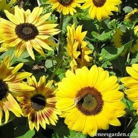 Sunflower Music Box - Renee's Garden - Image 5