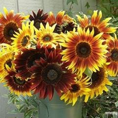 Sunflower Royal Flush - Renee's Garden - Image 2