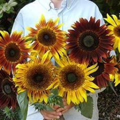 Sunflower Royal Flush - Renee's Garden - Image 3