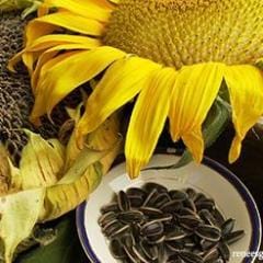 Sunflower Snack Seed - Renee's Garden - Image 2