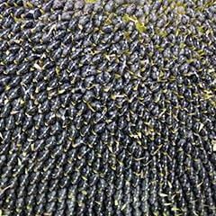 Sunflower Snack Seed - Renee's Garden - Image 3