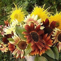 Sunflower Sun Samba - Renee's Garden - Image 2