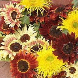 Sunflower Sun Samba - Renee's Garden - Image 3