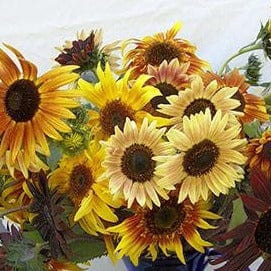 Sunflower Sun Samba - Renee's Garden - Image 4