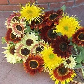 Sunflower Sun Samba - Renee's Garden - Image 5