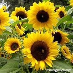 Sunflower Sundancer - Renee's Garden - Image 2