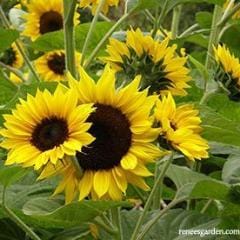 Sunflower Sundancer - Renee's Garden - Image 3