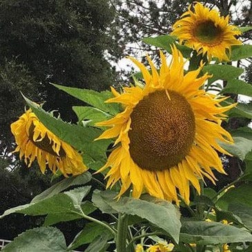 Sunflower Heirloom Titan - Renee's Garden - Image 3