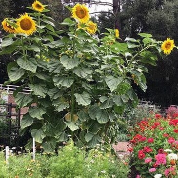 Sunflower Heirloom Titan - Renee's Garden - Image 4