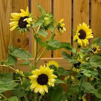 Sunflower Valentine - Renee's Garden - Image 2