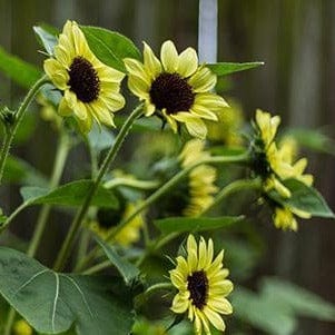 Sunflower Valentine - Renee's Garden - Image 3