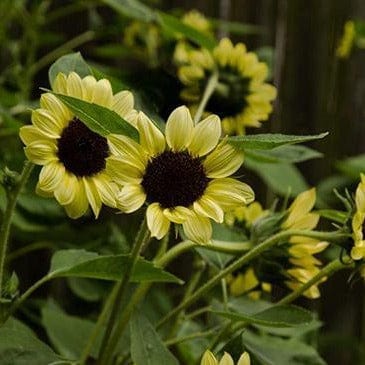 Sunflower Valentine - Renee's Garden - Image 4