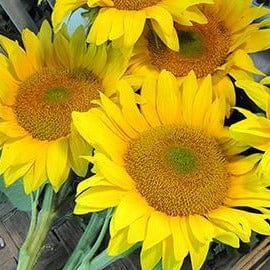 Sunflower Van Gogh - Renee's Garden - Image 2