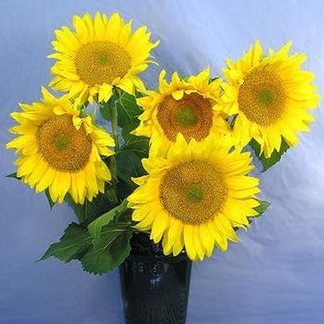 Sunflower Van Gogh - Renee's Garden - Image 3