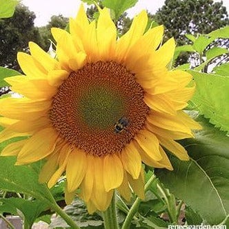 Sunflower Van Gogh - Renee's Garden - Image 4