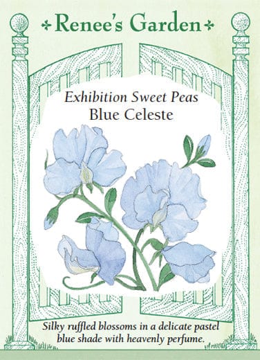 Sweet Pea Blue Celeste - Renee's Garden